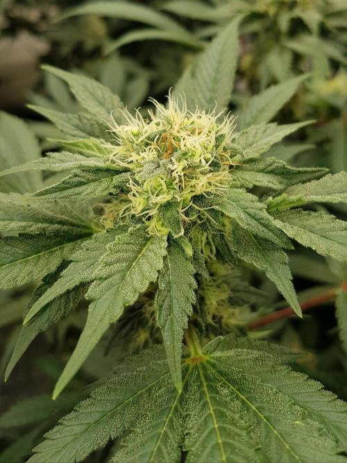 Home Of The Amnesia. Week 9