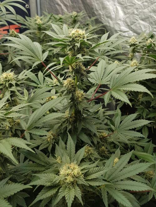 Home Of The Amnesia. Week 9