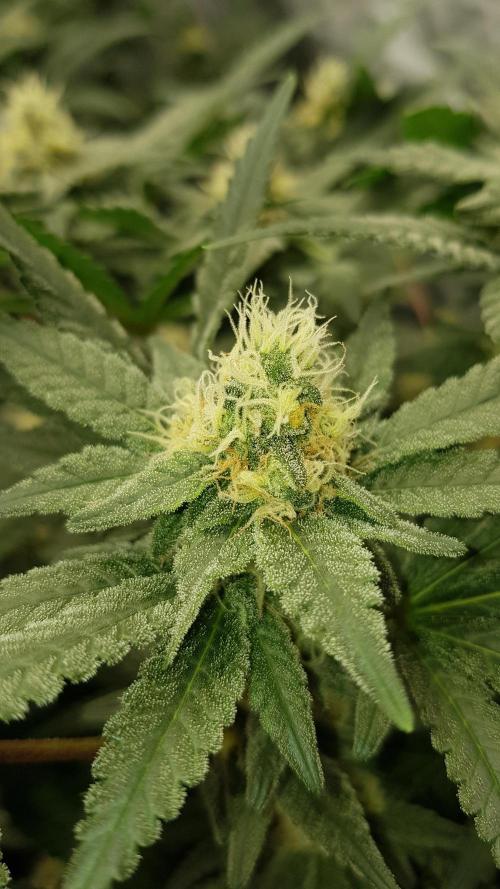 Forbiden Oreo. Week 9