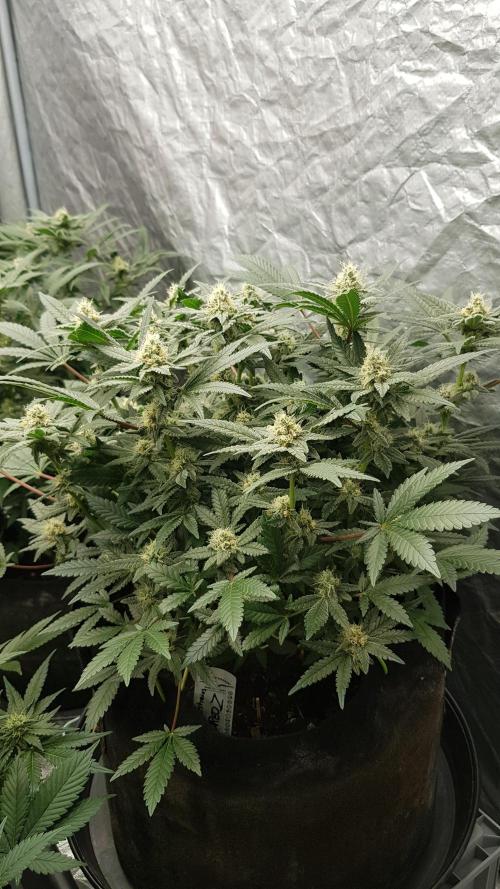 Forbiden Oreo. Week 9