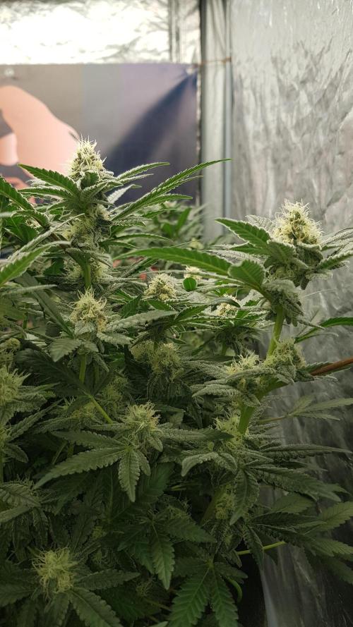 Forbiden Oreo. Week 9