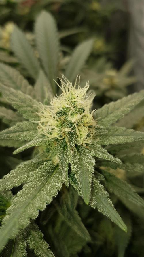 Forbiden Oreo. Week 9