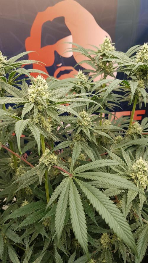 Gelato goes Pink. Week 9