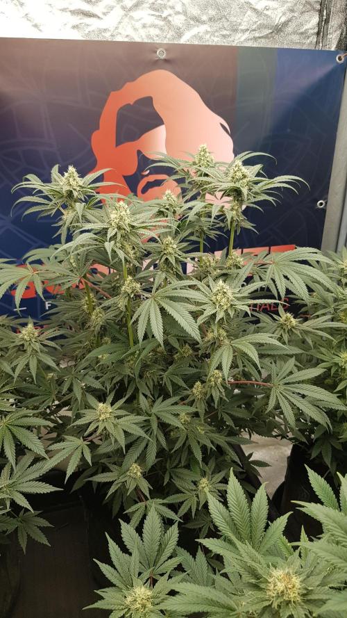 Gelato goes Pink. Week 9