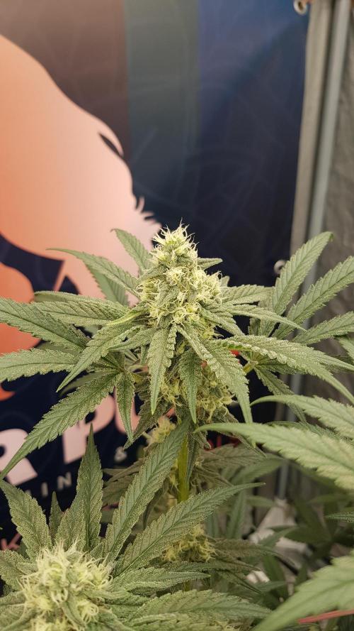 Gelato goes Pink. Week 9