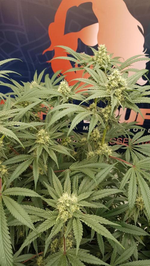Gelato goes Pink. Week 9