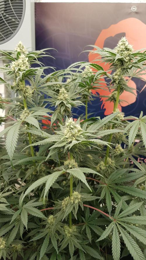 Gelato goes Pink. Week 9