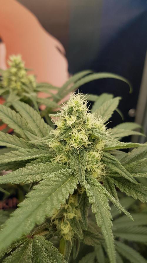 Pink Gelato. Week 9