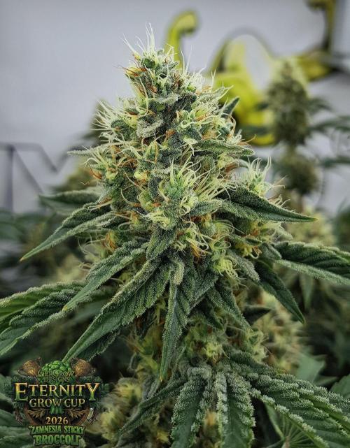 🥦Eternity Grow Cup |GGD. Week 10