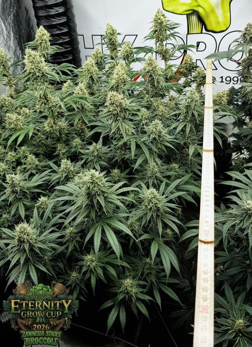 🥦Eternity Grow Cup |GGD. Week 10