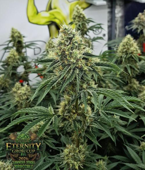 🥦Eternity Grow Cup |GGD. Week 10