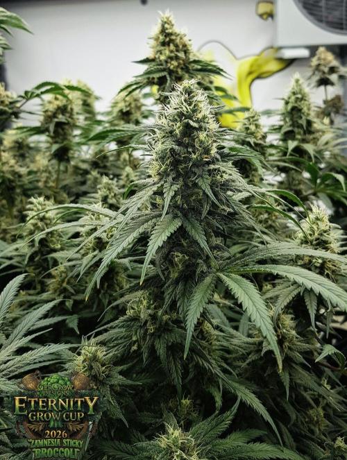 🥦Eternity Grow Cup |GGD. Week 10