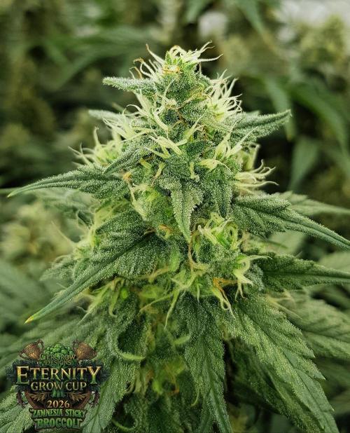 🥦Eternity Grow Cup |GGD. Week 10