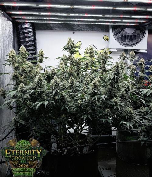 🥦Eternity Grow Cup |GGD. Week 10