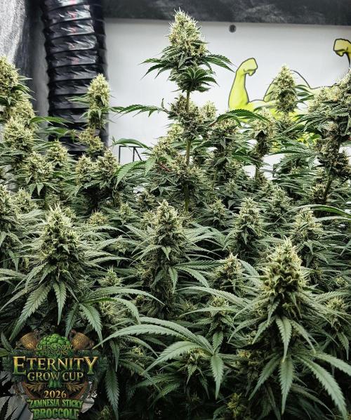 🥦Eternity Grow Cup |GGD. Week 10