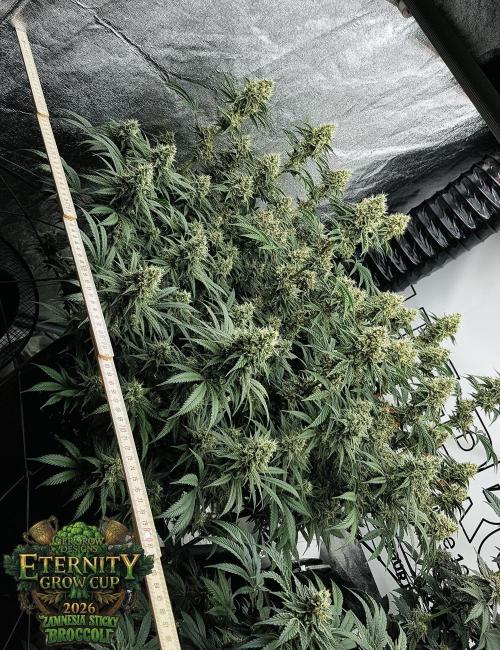 🥦Eternity Grow Cup |GGD. Week 10