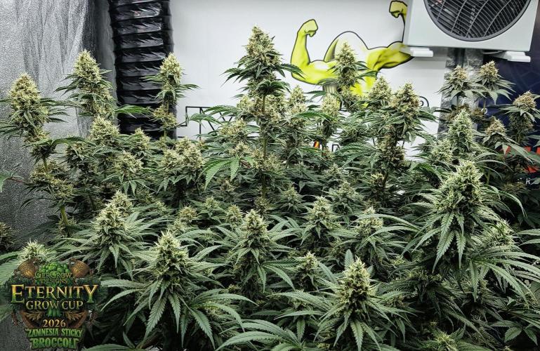 🥦Eternity Grow Cup |GGD. Week 10