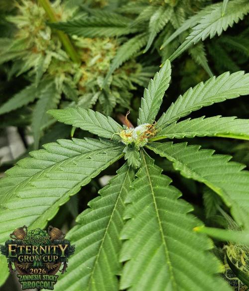 🥦Eternity Grow Cup |GGD. Week 10