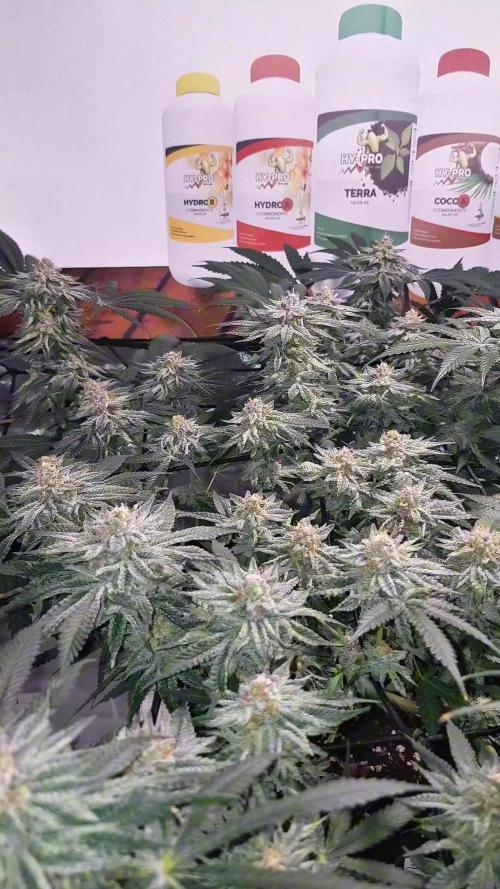 GGD Hunted Pheno #1