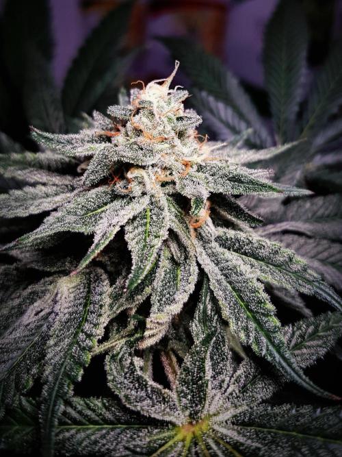 GGD Hunted Pheno #1. Week 11