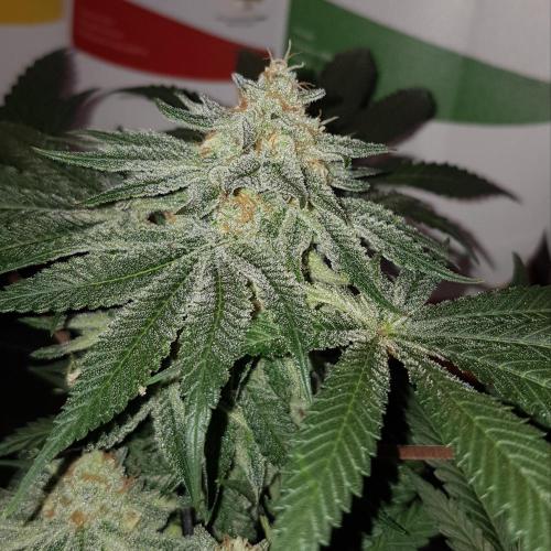 GGD Hunted Pheno #1. Week 11