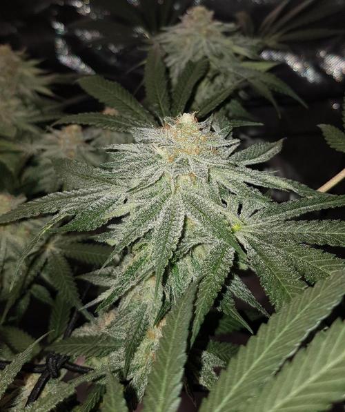 GGD Hunted Pheno #1. Week 11