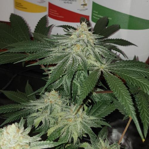 GGD Hunted Pheno #1. Week 11
