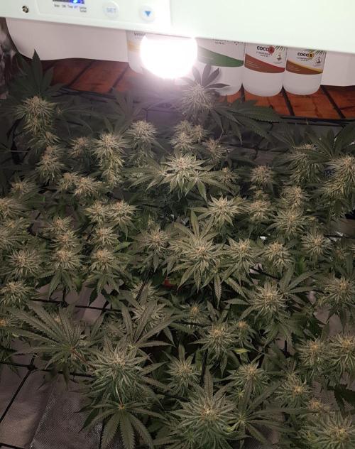 GGD Hunted Pheno #1. Week 11