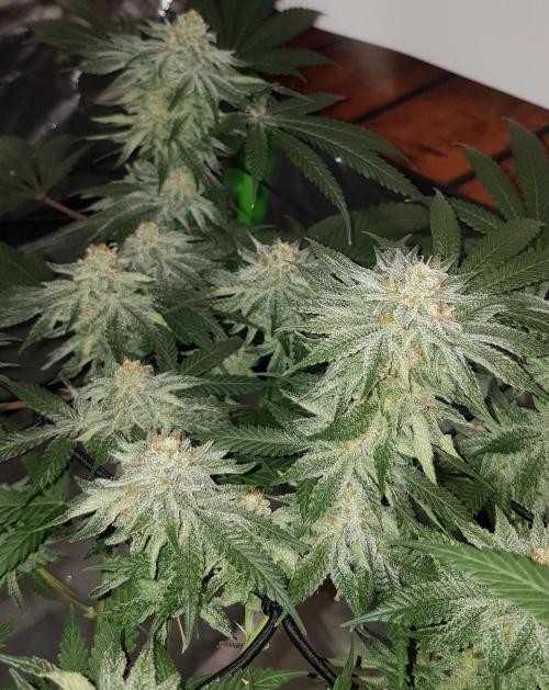 GGD Hunted Pheno #1. Week 11