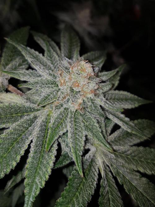 GGD Hunted Pheno #1. Week 11