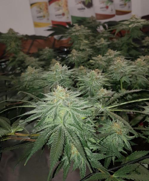 GGD Hunted Pheno #1. Week 11