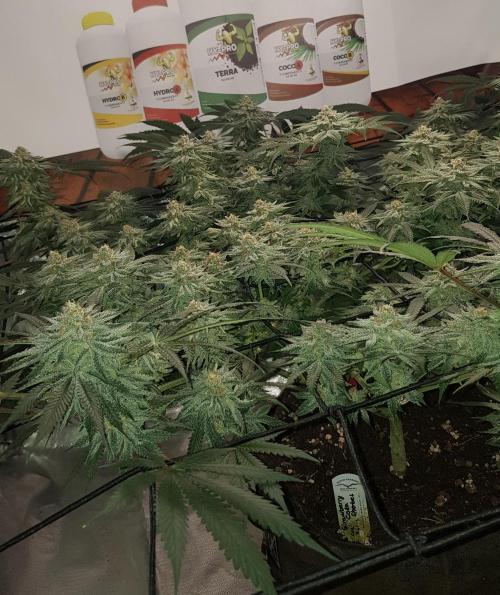 GGD Hunted Pheno #1. Week 11