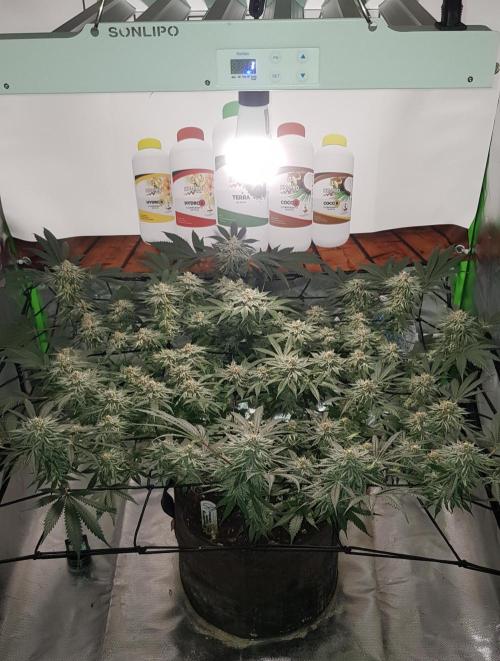 GGD Hunted Pheno #1. Week 11