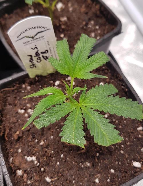 Sweet Seeds Forest #2. Week 2