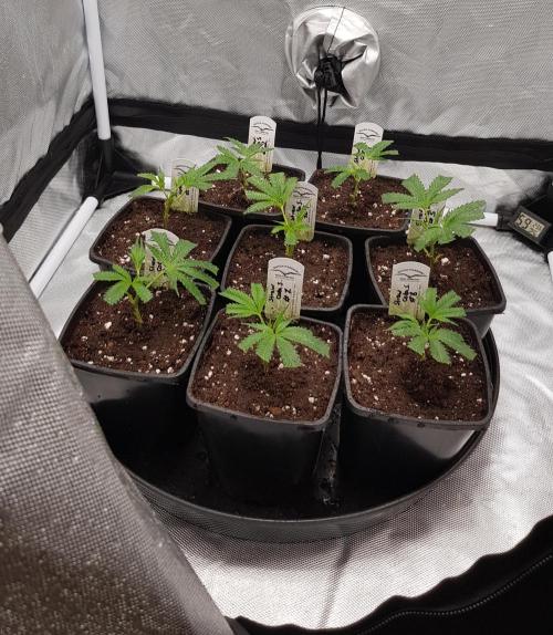 Sweet Seeds Forest #2. Week 2