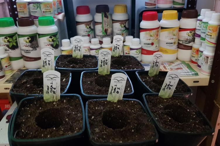 Sweet Seeds Forest #2. Week 2