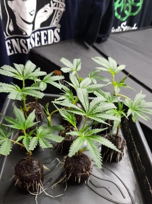 Sweet Seeds Forest #2. Week 2