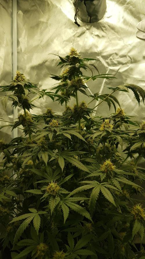 Breeding Special. Week 10