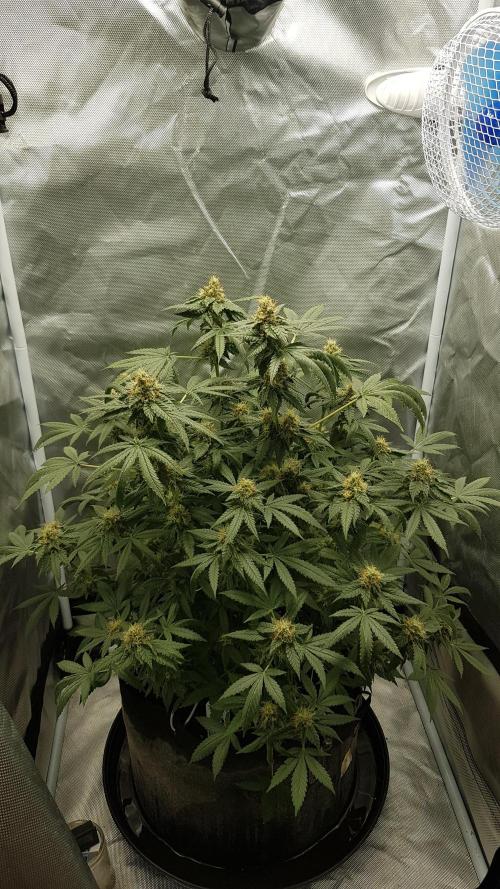 Breeding Special. Week 10