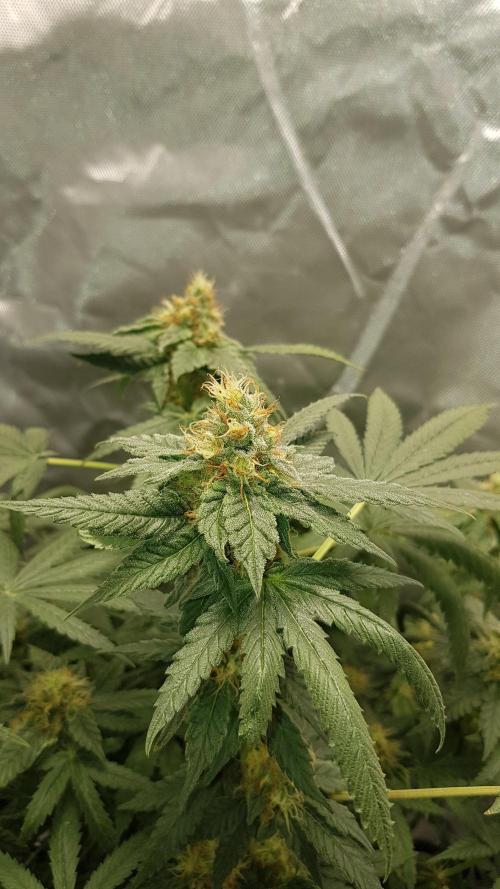 Breeding Special. Week 10