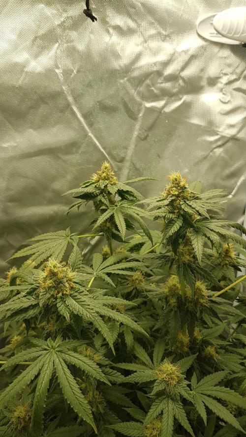 Breeding Special. Week 10