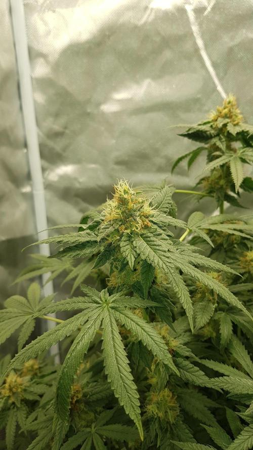 Breeding Special. Week 10