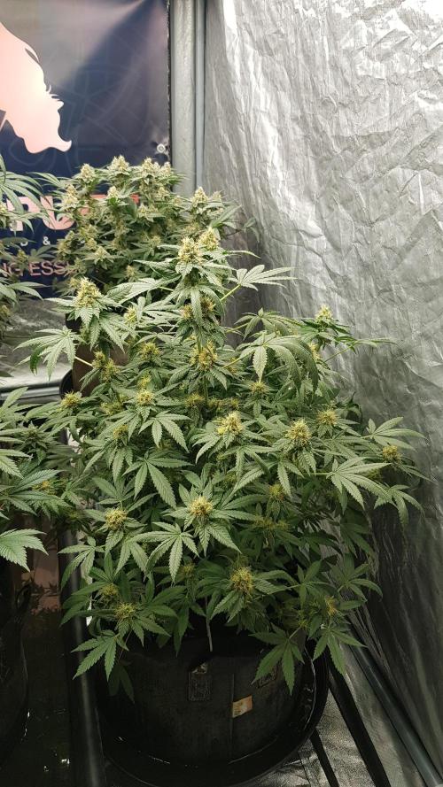 Breeding Special. Week 10