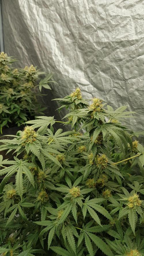Breeding Special. Week 10