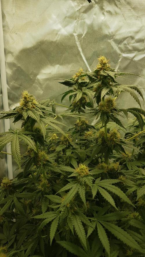 Breeding Special. Week 10