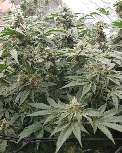 NEW BioBoost Seeds. Week 10
