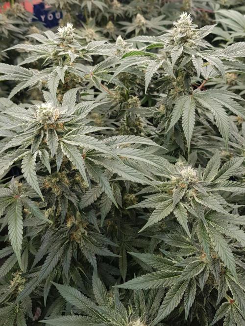 NEW BioBoost Seeds. Week 10