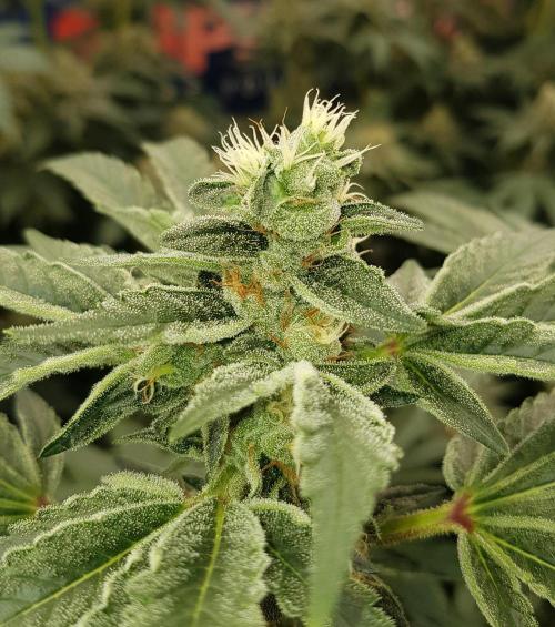 NEW BioBoost Seeds. Week 10