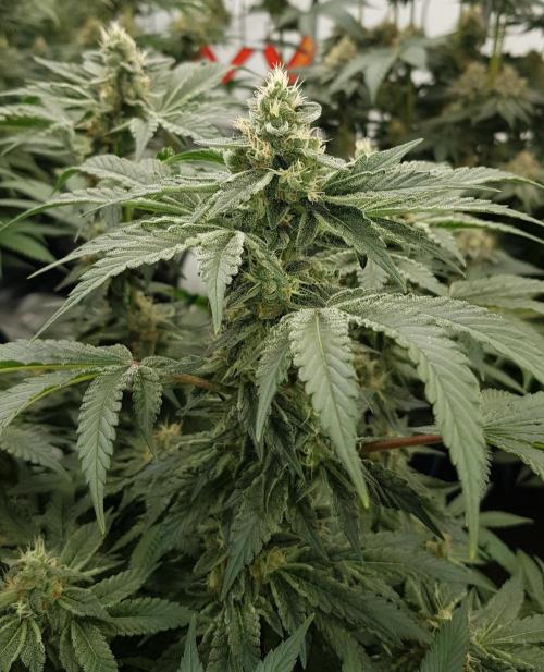 NEW BioBoost Seeds. Week 10