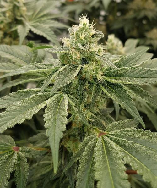 NEW BioBoost Seeds. Week 10